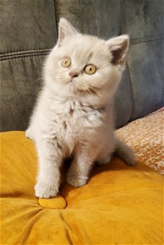Prachtige Brits Korthaar en Langhaar kittens - 3