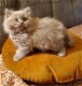 Prachtige Brits Korthaar en Langhaar kittens - 4 - Thumbnail