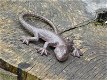 salamander , hagedis - 0 - Thumbnail