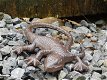 salamander , hagedis - 4 - Thumbnail