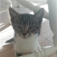 Mooi kitten te koop (vrouwtje) 10weken oud