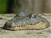 krokodil , jip - 1 - Thumbnail