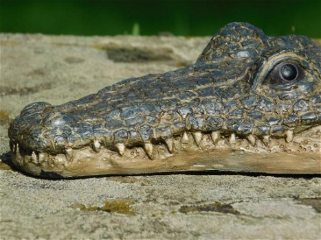 krokodil , jip - 2