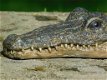 krokodil , jip - 2 - Thumbnail