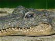 krokodil , jip - 3 - Thumbnail