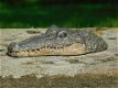 krokodil , jip - 4 - Thumbnail