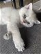 lieve Britse korthaar kitten - 0 - Thumbnail