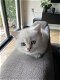 lieve Britse korthaar kitten - 1 - Thumbnail