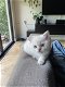 lieve Britse korthaar kitten - 2 - Thumbnail
