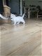 lieve Britse korthaar kitten - 5 - Thumbnail
