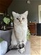 lieve Britse korthaar kitten - 6 - Thumbnail