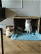 lieve Britse korthaar kitten - 7 - Thumbnail