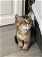 Britse korthaar golden shaded kitten - 3 - Thumbnail