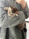 Britse korthaar golden shaded kitten - 5 - Thumbnail