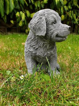 Golden Retriever puppy ,hond ,tuinbeeld - 0