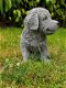 Golden Retriever puppy ,hond ,tuinbeeld - 0 - Thumbnail