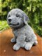 Golden Retriever puppy ,hond ,tuinbeeld - 2 - Thumbnail