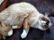 Ragdoll fok poes met stamboom (choc mink mitted) - 0 - Thumbnail