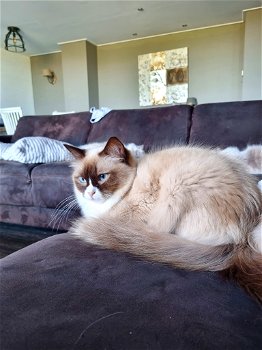 Ragdoll fok poes met stamboom (choc mink mitted) - 1