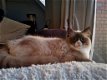 Ragdoll fok poes met stamboom (choc mink mitted) - 2 - Thumbnail