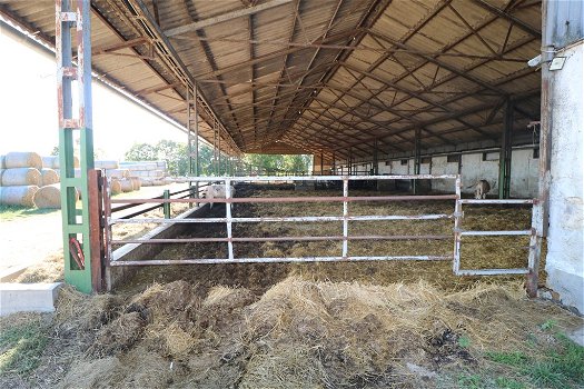 Szentjakabfa, Hongarije: Veeboerderij te koop - 2