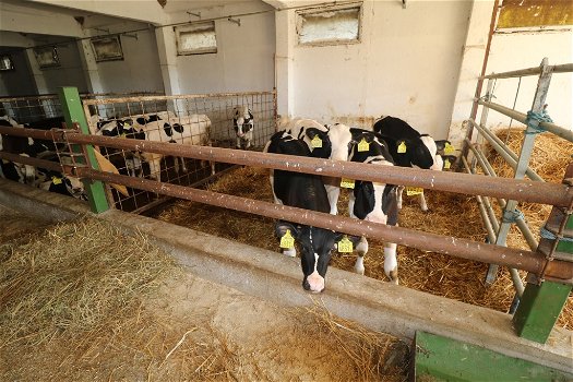 Szentjakabfa, Hongarije: Veeboerderij te koop - 6