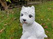 Wit hondje , boemer hond , beeld , aanbieding - 2 - Thumbnail