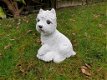Wit hondje , boemer hond , beeld , aanbieding - 5 - Thumbnail