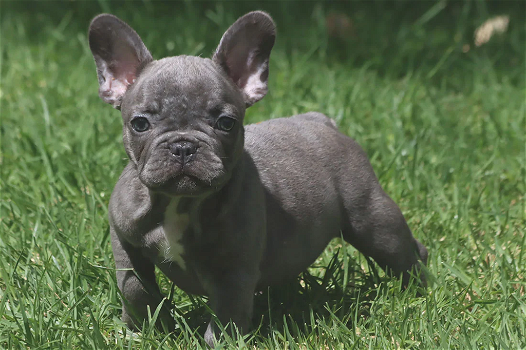 Super mooie Blauwe Franse Bulldog Pupjes. - 1