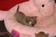 Chihuahua pups te koop