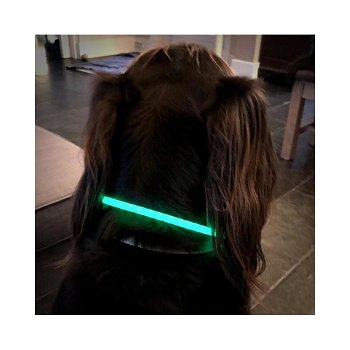 Led verlichtingsbuis voor de hond usb oplaadbaar - 4