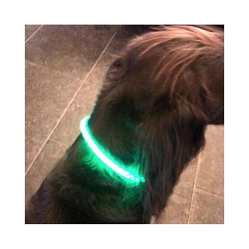 Led verlichtingsbuis voor de hond usb oplaadbaar - 5