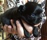 Pomchi pup - 0 - Thumbnail