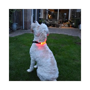 LED lichtband hond halsband hond - 1