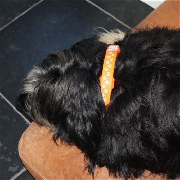 LED lichtband hond halsband hond - 2