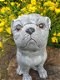 betonbeeld hond cas - 2 - Thumbnail