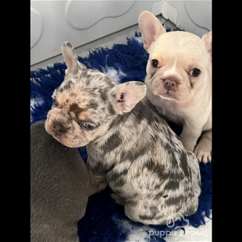 Supermooie gezonde franse Bulldog Pups - 0