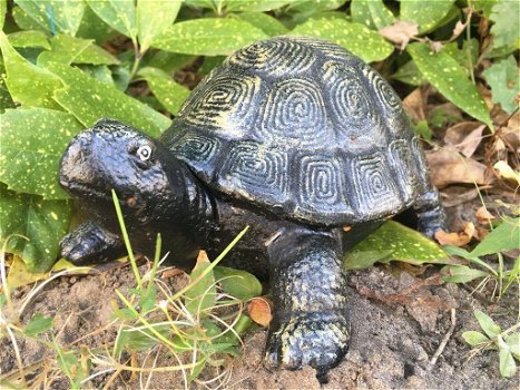 tuinbeeld Schildpad , schildpad , tuin - 0