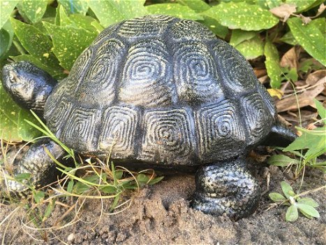 tuinbeeld Schildpad , schildpad , tuin - 4