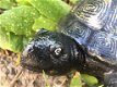 tuinbeeld Schildpad , schildpad , tuin - 5 - Thumbnail