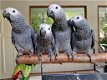 Jonge tamme grijze roodstaart papegaaien - 0 - Thumbnail