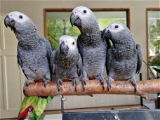 Jonge tamme grijze roodstaart papegaaien