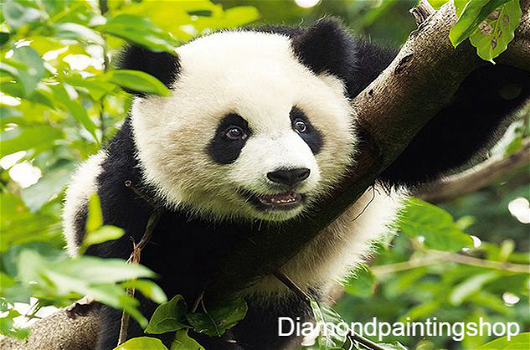 OPRUIMING FULL diamond painting panda - 0
