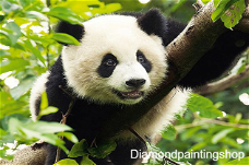 OPRUIMING FULL diamond painting panda