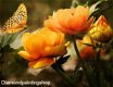 OPRUIMING FULL diamond painting flowers with butterfly orange - 0 - Thumbnail