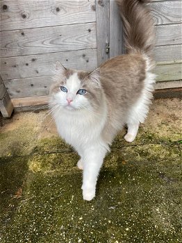 Ragdoll Blue point mitted zoekt nieuwe mandje - 1