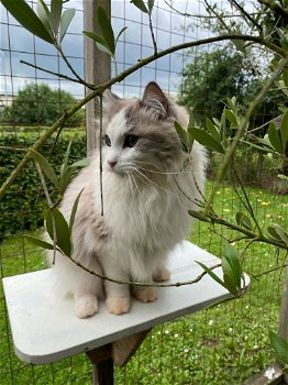 Ragdoll Blue point mitted zoekt nieuwe mandje - 2