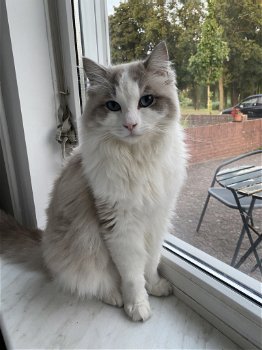 Ragdoll Blue point mitted zoekt nieuwe mandje - 4