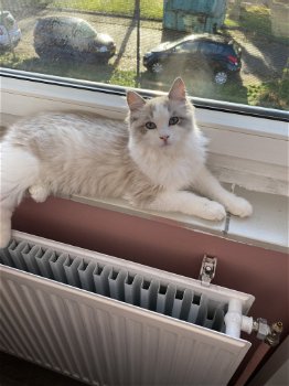 Ragdoll Blue point mitted zoekt nieuwe mandje - 5