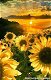 OPRUIMING FULL diamond painting sunflower with sun (SQUARE) - 0 - Thumbnail